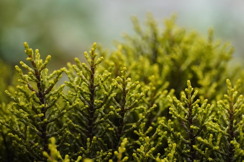 Mystical shrubs