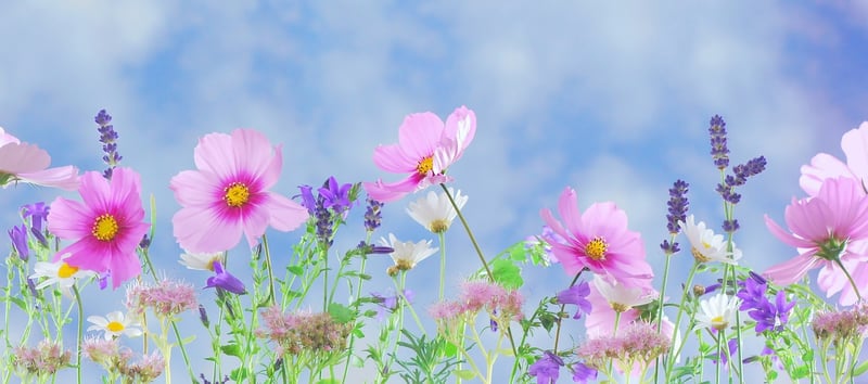 Fantastical Flora