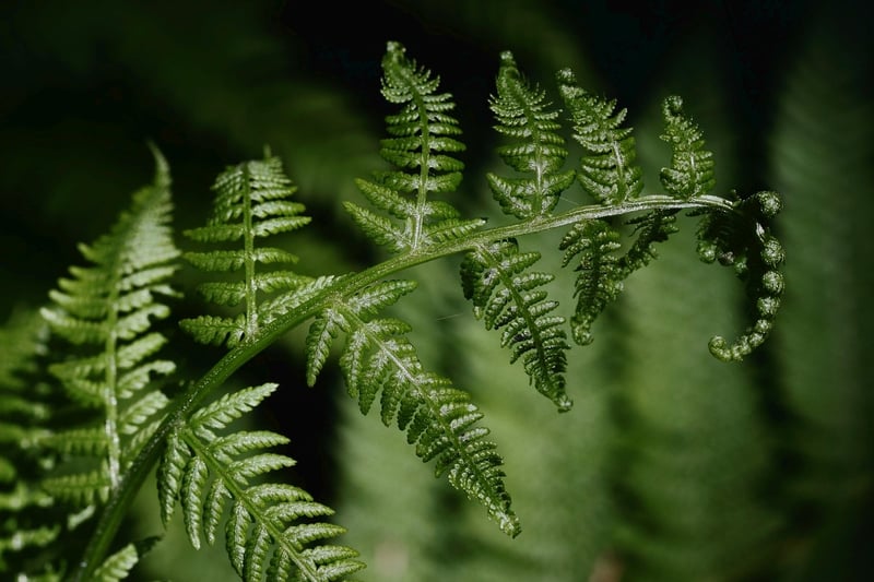 Dragon's Breath Fern