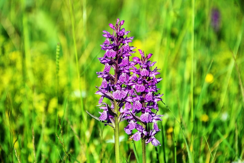 Whispering Orchids